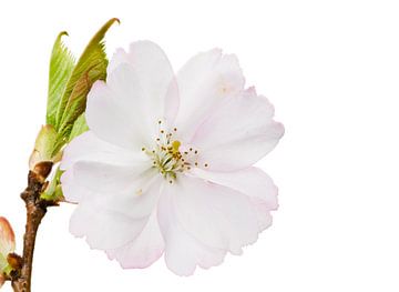 Macrofoto van witte kersenbloesems van een sierkersenboom