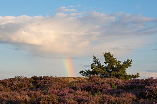 Regenboog op de Veluwe