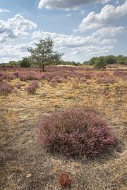 Les dunes de Drunen sur Peter Baan