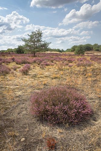 De Drunense duinen