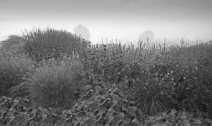Herbstblumen in Schwarz und Weiß