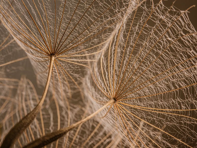 Les tons bruns chauds d'un tragopogon. par Marjolijn van den Berg