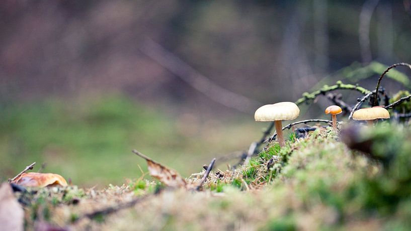 Champignons par Leonie Wagenaar