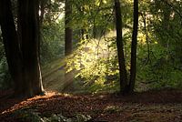 Zon door de bomen Hoge Veluwe