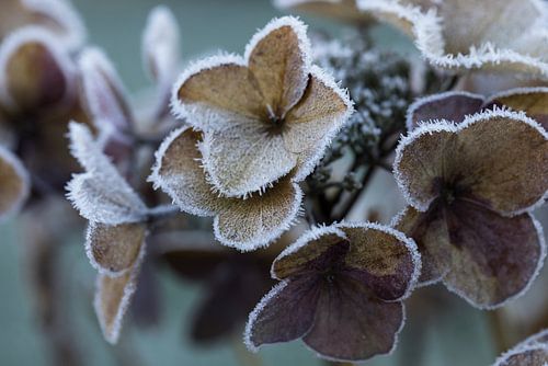 Frosted bloemen