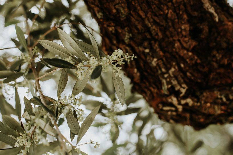 Mediterranean olive tree on the Greek island of Zakynthos by Trix Leeflang