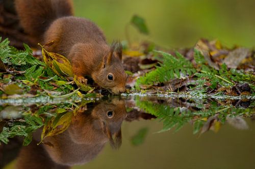 Drinkende eekhoorn