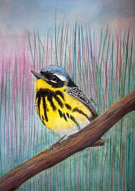 Paruline de Magnolia oiseau jaune regardant vers le haut assis sur une branche