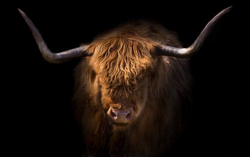 Schottischer Hochlandbewohner