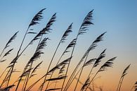 Reed silhouetted in evening sky by Sander Groffen thumbnail
