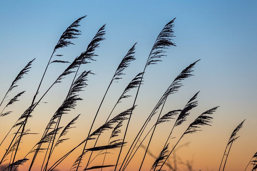 Reed silhouetted in evening sky by Sander Groffen
