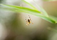 Spin in web - Elevatie bokeh