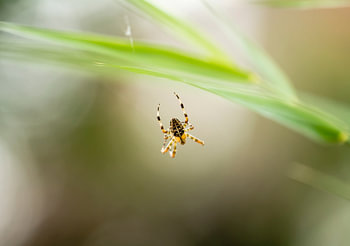 Spin in web - Elevatie bokeh