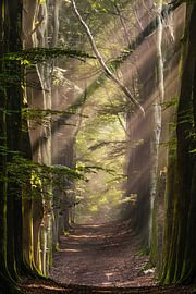 La cathédrale sur Ernst