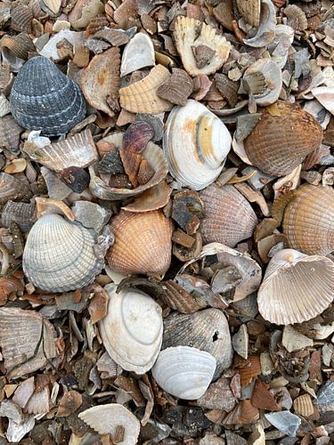 Holländische Muscheln