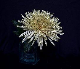 Chrysantheme