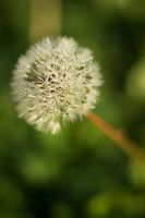 Dew Drops