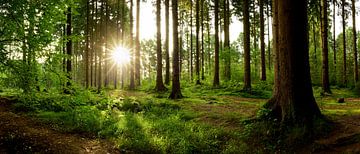 Sonnenaufgang im Wald von Günter Albers