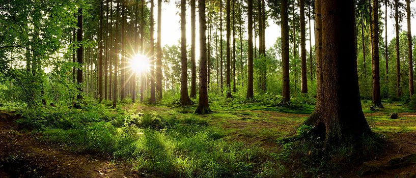 Lever de soleil dans la forêt par Günter Albers