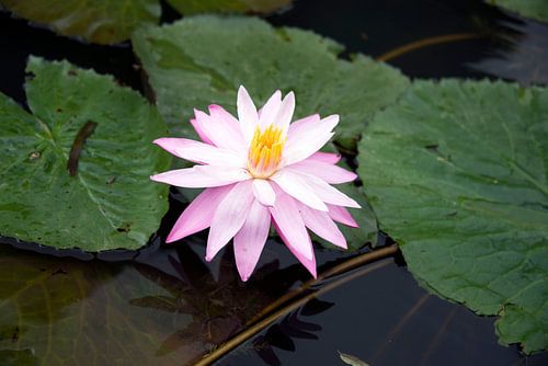 Lotus