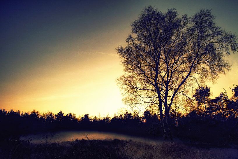 Heather with setting sun by Kees de Knegt