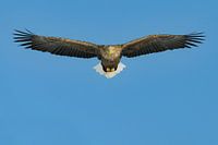 White-tailed eagle in flight (Frontal Approach)