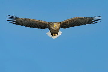 Seeadler im Flug (Frontal Approach) von Harry Eggens