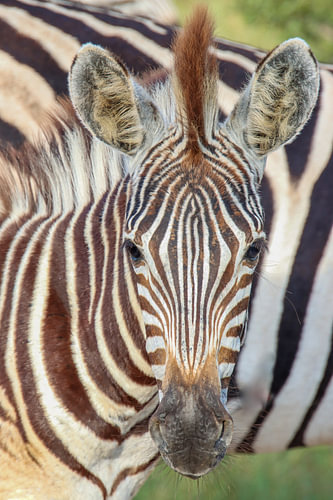 Baby-Zebra-Farbe