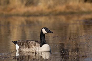 Canada goose