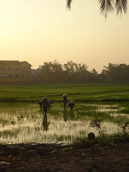 boerinnen op rijstveld 