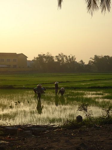 boerinnen op rijstveld 