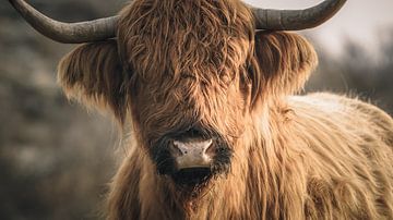 Schotse hooglander in natuurgebied bij Wassenaar van Dirk van Egmond