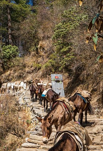 Sherpa and Horses have it tough.