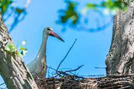 The storks and the little ones are waiting for their nests while the partner is looking for food by Matthias Korn