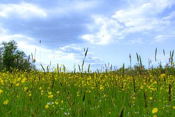 Champ de fleurs sur Dirk Smit