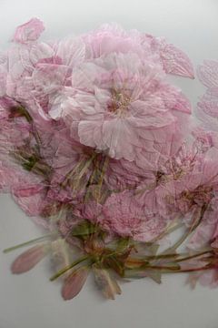 Roze bloem van Sanne Van der avoird