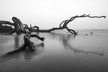 Plage mystique de bois flotté sur Jacqueline Anders