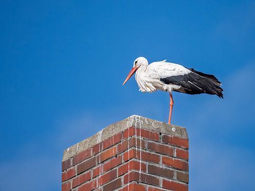 Een ooievaar zit op een schoorsteen