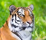 Portret van een Siberische tijger van ManfredFotos thumbnail
