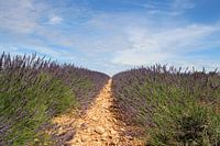 Lavendel veld Provence