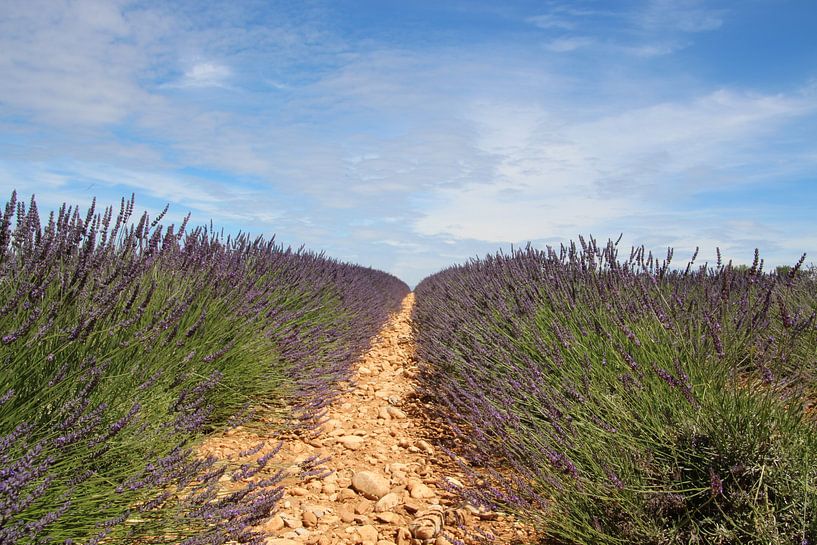 Lavendel veld Provence by Hanneke van den Berg