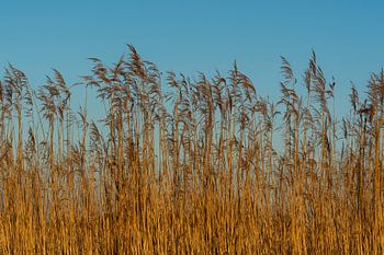 Ruhe und Frieden in den Schilfgebieten
