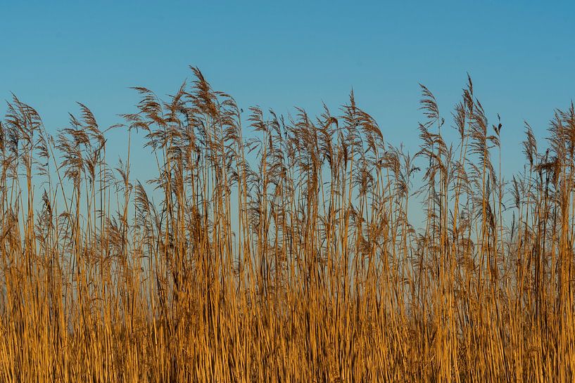 Peace and quiet in the reed beds by Angelique van Hulst