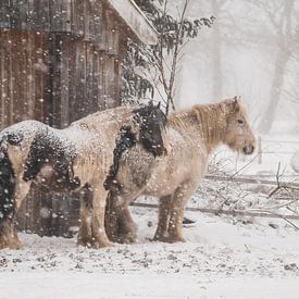 Chevaux dans la neige sur Ruben Van Dijk