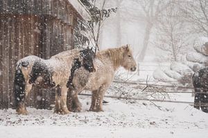 Een rustige scène van paarden in de sneeuw van Ruben Van Dijk