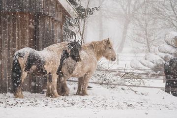 Pferde im Schnee von Ruben Van Dijk
