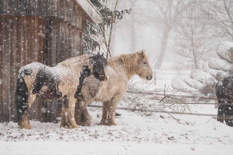 Chevaux dans la neige par Ruben Van Dijk