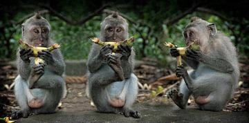 Monkey business by Edwin van Unen