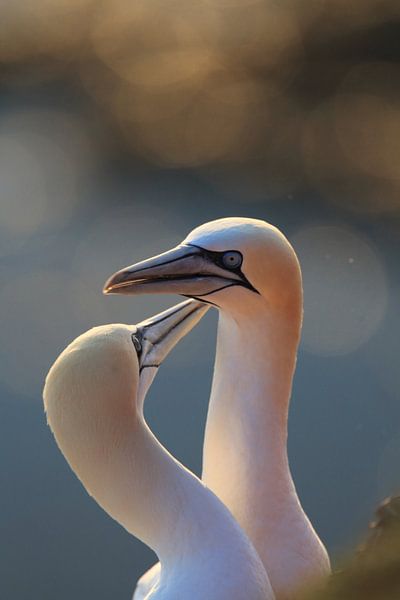 Jan-van-genten Helgoland Eiland Duitsland van Frank Fichtmüller