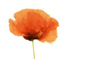 a poppy von Yvonne Blokland